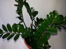 231 Zamioculcas Zamiifolia