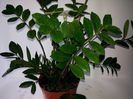 233 Zamioculcas Zamiifolia