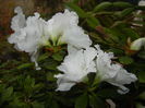 White Azalea (2014, November 24)