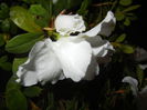 White Azalea (2014, November 25)