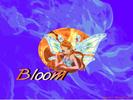 Bloom