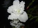 White Azalea (2014, November 25)