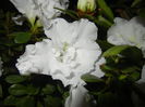 White Azalea (2014, November 25)