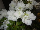 White Azalea (2014, December 01)