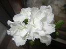 White Azalea (2014, December 01)