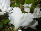 White Azalea (2014, December 01)