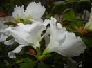 White Azalea (2014, December 01)