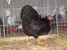 2010-01-16_10-11-00_160120102531