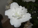 White Azalea (2014, December 02)