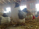 2010-01-16_10-17-56_160120102542