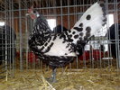 2010-01-16_10-18-46_160120102546