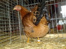 2010-01-16_10-20-22_160120102552