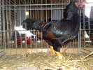 2010-01-16_10-21-26_160120102556