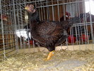 2010-01-16_10-21-42_160120102558