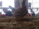 2010-01-16_10-22-08_160120102560