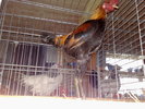 2010-01-16_10-22-18_160120102561