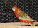 Femela-Rosella-rubin