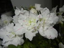 White Azalea (2014, December 04)