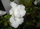 White Azalea (2014, December 04)