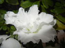 White Azalea (2014, December 04)