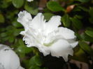 White Azalea (2014, December 07)