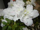 White Azalea (2014, December 07)