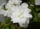 White Azalea (2014, December 07)