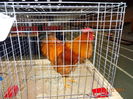 DSC04044