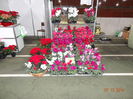 DSC03901