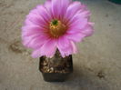 Echinocereus fendleri var. ledingii (Peebles) N.P.Taylor1985