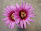 Echinocereus reichenbachii ssp. fitchii (Britton & Rose) N.P.Taylor 1969