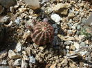 Echinocereus viridiflorus Engelm.1848.