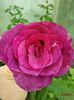 real_23_parfumat