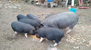Porci vietnamezi