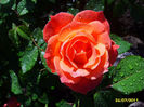 40_poza real