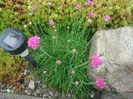 Armeria maritima  (Mill.) Willd. 1809