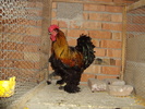 gaini ..cochinchina urias 048