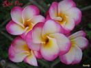 plumeria_rimfire1_001