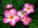 plumeria_chompoo-129_001