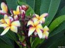 plumeria_puukahea_001