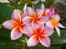 Plumeria_Sunshine-Apricot_001