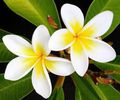 Frangipani_001_001