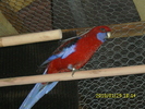 Mascul-Rosella-Penant-Matca-1