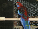 Femela-Rosella-Penant-Matca-1