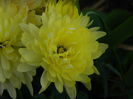 DSCN5309