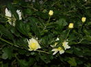 DSCN5313