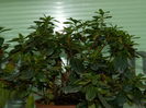 DSCN5315