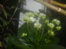 DSCN5387