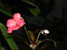 DSCN5396