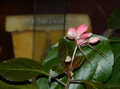 DSCN5407